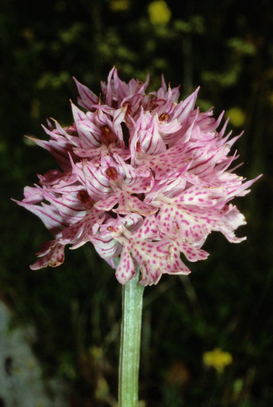 Orchidee in una villa vicino a Piediluco (Terni)